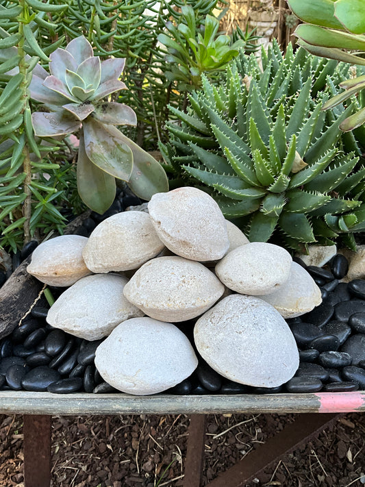 Fossilised Clams